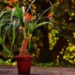 Slonia noha (Beaucarnea recurvata): odolná interiérová „palma“ a vlastnosti