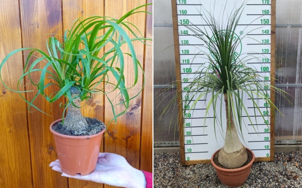 Slonia noha (Beaucarnea recurvata)