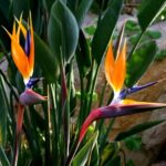 Strelícia kráľovská (Strelitzia reginae) a pestovanie nádhernej izbovky