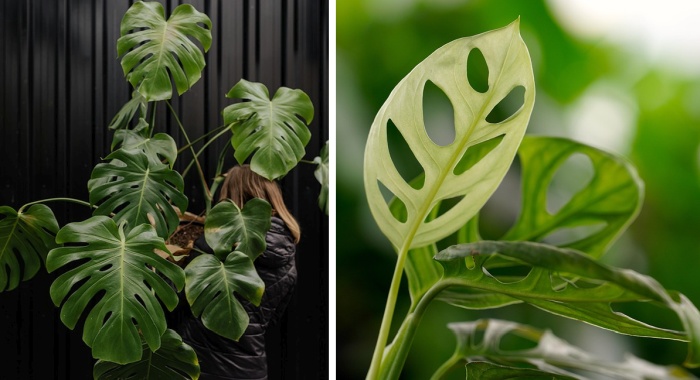 Monstera, odrody a izbové kvety, pixa