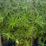 Šachor (cyperus alternifolius): exotická krása k záhradnému jazierku