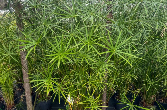 Šachor striedavolistý (Cyperus alternifolius) bahenná rastlina