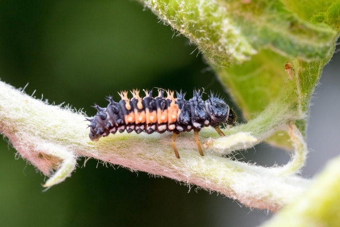 Larva lienky vyzerá výrazne rozdielne a tým vytvára pochybnosti, či je to vôbec lienka, zdroj: pixabay