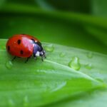 Živé lienky na predaj: biologická ochrana si v zahraničí našla trh