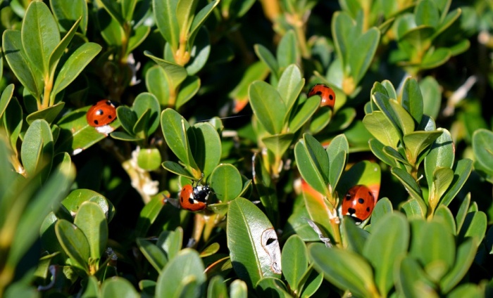 Lienky vo voľnej prírode, zdroj: pixabay