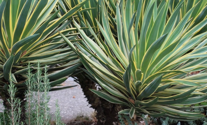 Juka nádherná, alebo Yucca Gloriosa variegata