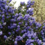 Ceanothus thyrsiflorus, kalifornský „modrý zázrak“ poteší motýle a včely