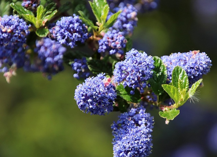 Ceanothus thyrsiflorus, kalifornský „modrý zázrak“
