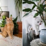 Toxické rastliny pre mačky: Pozor na tieto druhy rastlín