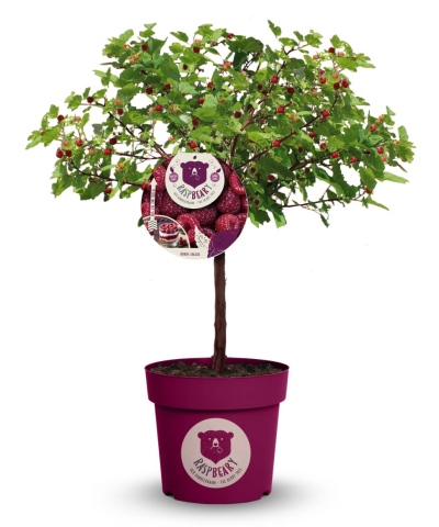 Malinový medveď (Rubus idaeus x 'Hararasp') ´RASPBEARY´®