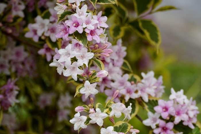 Vajgélia okrasný kvitnúci krík, pixabay
