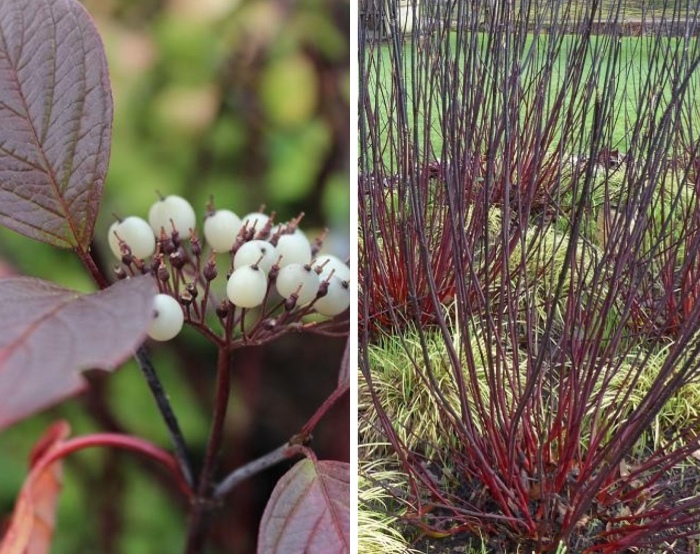 Drieň biely (Cornus alba) ´KESSELRINGII´, okrasný drieň počas neskorého leta a zimy, zdroj: zahradnici.sk