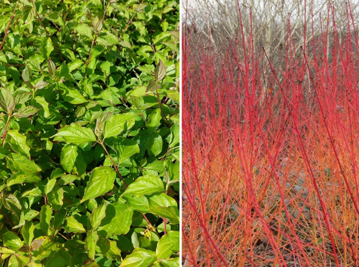 Drieň krvavý (Cornus sanguinea) ´MIDWINTER FIRE´ - , zahradnici.sk
