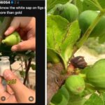 Biele mlieko tečie z figy a figovníka? Pozor na vážne alergické reakcie