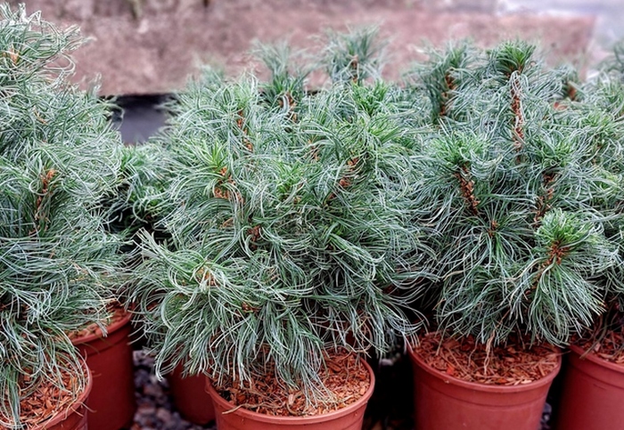 Borovica hladká (Pinus strobus) ´GREEN TWIST´