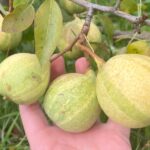 Hruška ‘Schweizer Hose’ (Culotte Suisse), stará pruhovaná rarita