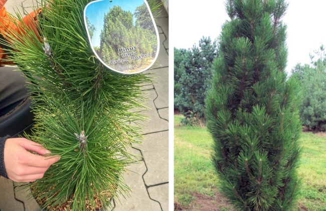 Green Rocket Pinus Nigra, borovica čierna kultivar šľachtenejborovice s nízkym vzrastom
