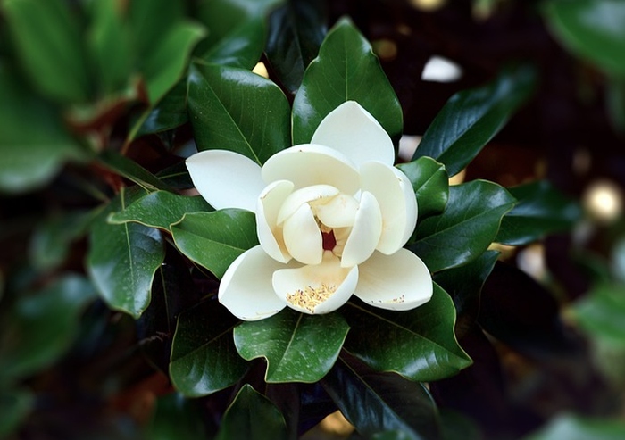 Magnólia grandiflora biela, pixa
