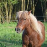 Malé a miniatúrne kone: prehľad najmenších plemien a ich chov