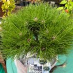 Borovica čierna (Pinus nigra) ‘Marie Bregeon’: pôvod, rast, starostlivosť