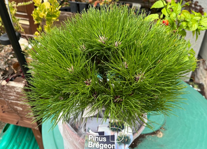 Pinus Marie Bregeon, licencovaná odroda okrasnej borovice čiernej