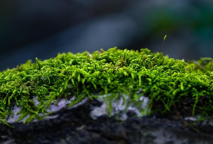 Mach, foto: pixabay