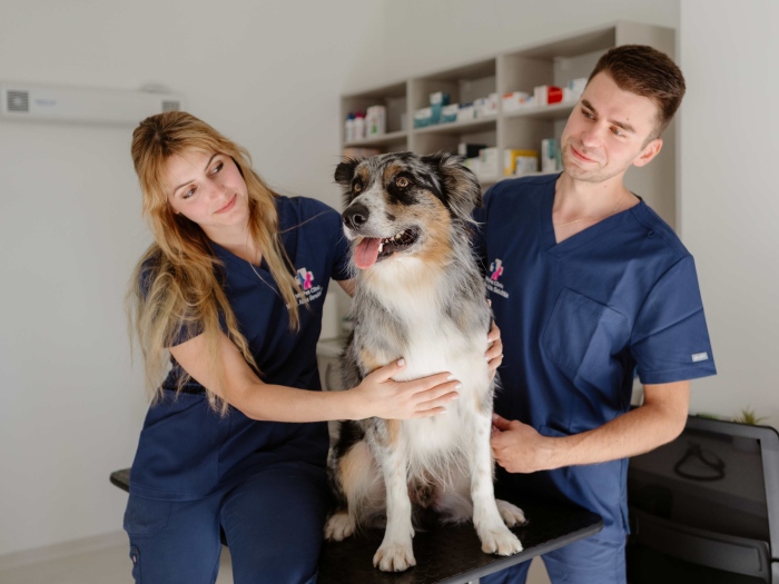 Pes na návšteve u veterinára, foto Wp