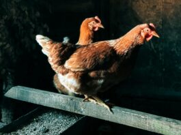 Chov hydiny, sliepky a svetlo, foto: pexels