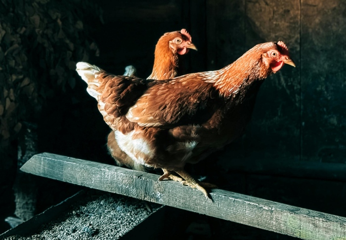 Chov hydiny, sliepky a svetlo, foto: pexels