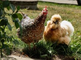 Okrasná versus úžitková hydina, foto: pexels
