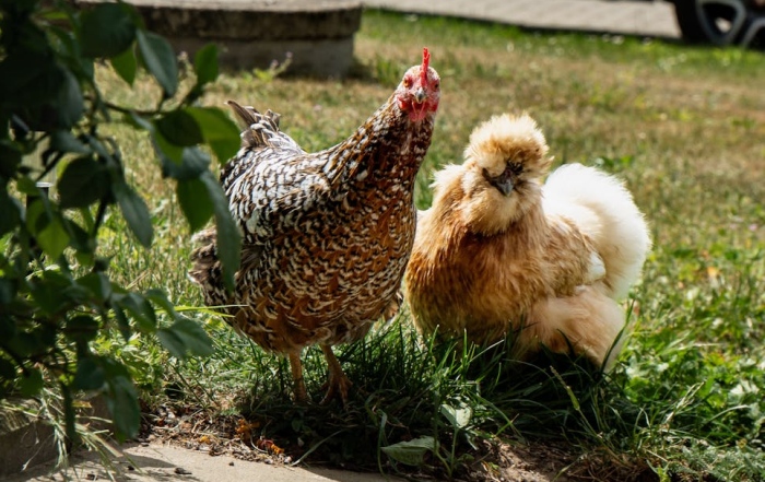 Okrasná versus úžitková hydina, foto: pexels