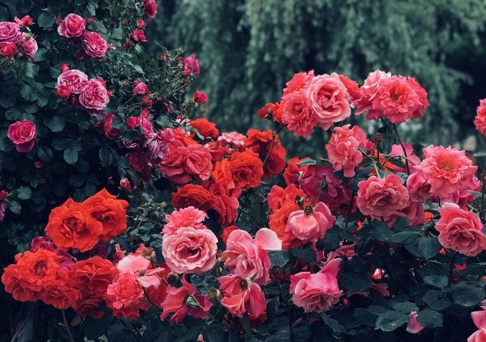 Ruže a pestovanie ruží v záhrade, foto: pexels