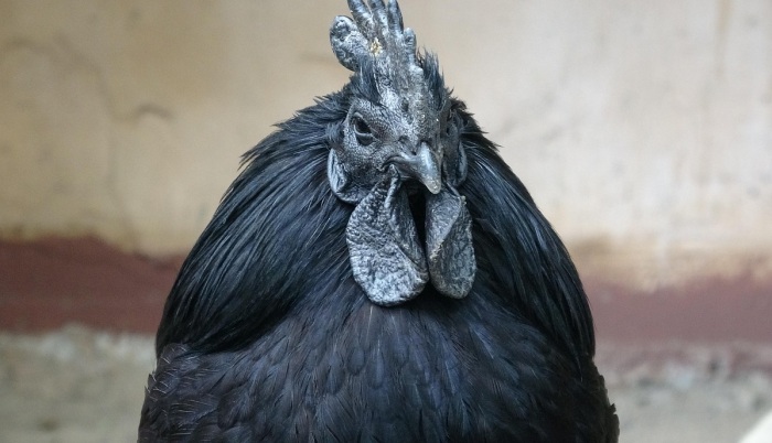 Ayam Cemani je unikátne sfarbený čierny druh sliepky. Znáša však svetlohnedé vajíčka., foto: pixabay