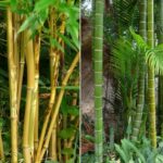 Bambusy Phyllostachys: exotická rastlina, ktorá prežije aj slovenskú zimu