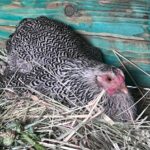 Kvočka v kuríne: keď sa sliepka rozhodne vysedieť kuriatka a ako jej pomôcť