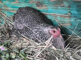 Sliepka kvočka plemena Wyandotka sedí na vajíčkach, vlastné