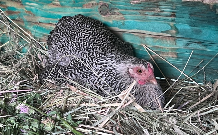 Sliepka kvočka plemena Wyandotka sedí na vajíčkach, vlastné